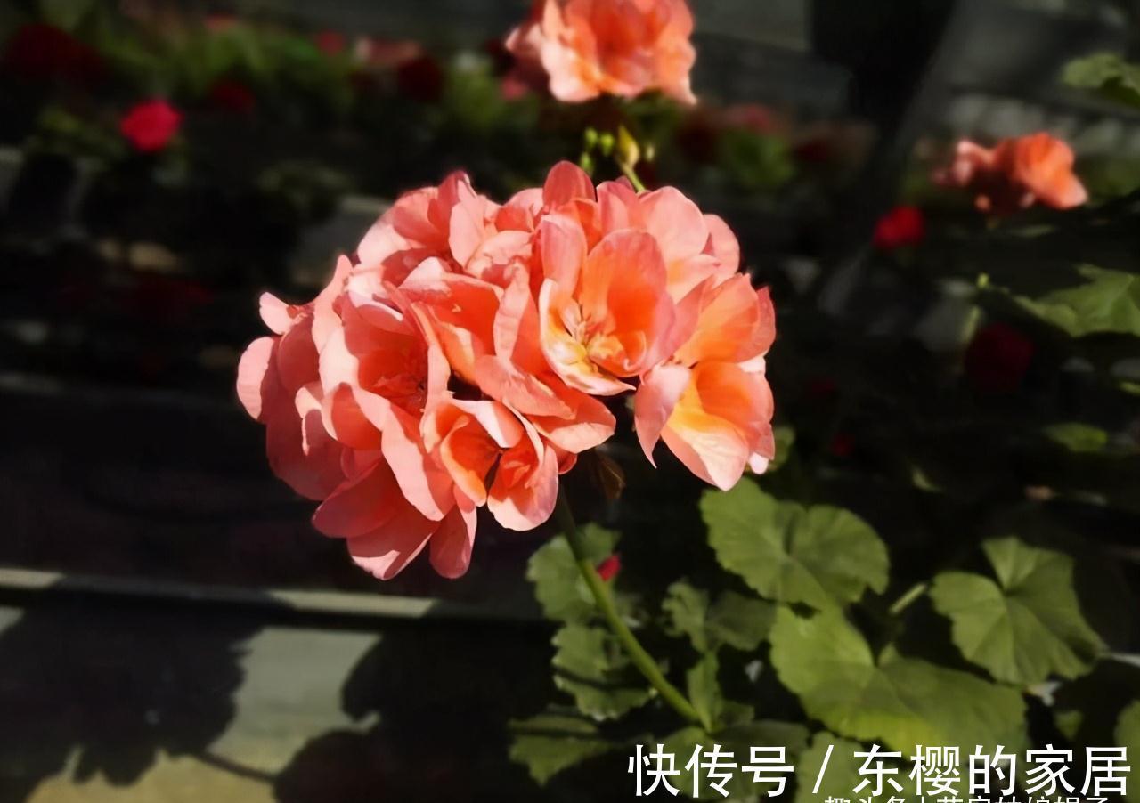 非洲堇|适合秋天养的7种花,好养易活,只要环境合适,爱开花,花期长