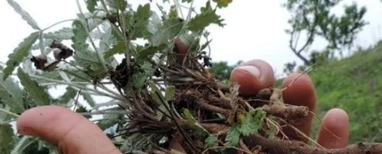 乡下一种野草，农民叶子拿来吃，却不知道根是宝贵的，它叫田藕