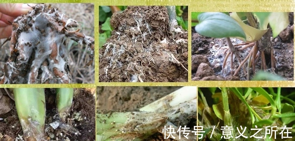 君子兰常见的介壳虫有哪些?如何防治,见效快?