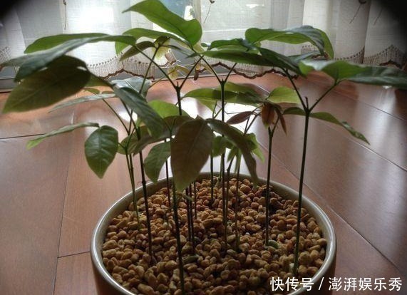 漂亮|以下8种水果的种子，随便一种就是漂亮的花卉盆景，比买的还漂亮