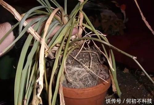 吊兰叶子干尖要如何处理,为啥会出现这种状况