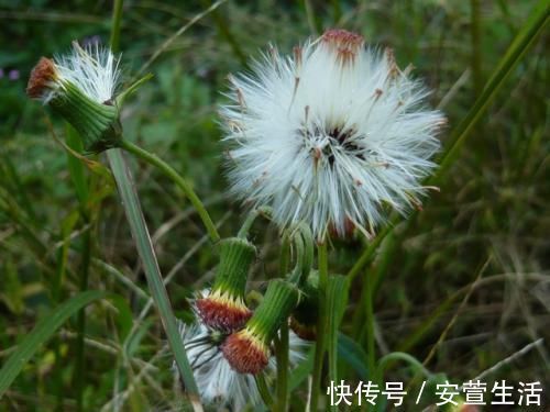 玫瑰花茶|蒲公英加一宝泡水喝，每天一杯，排出毒素垃圾，给肝脏洗个澡