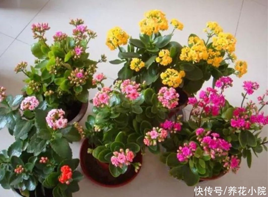 施肥|6月养长寿花,讲究“3少1多”,做到这几点,长得旺状态好