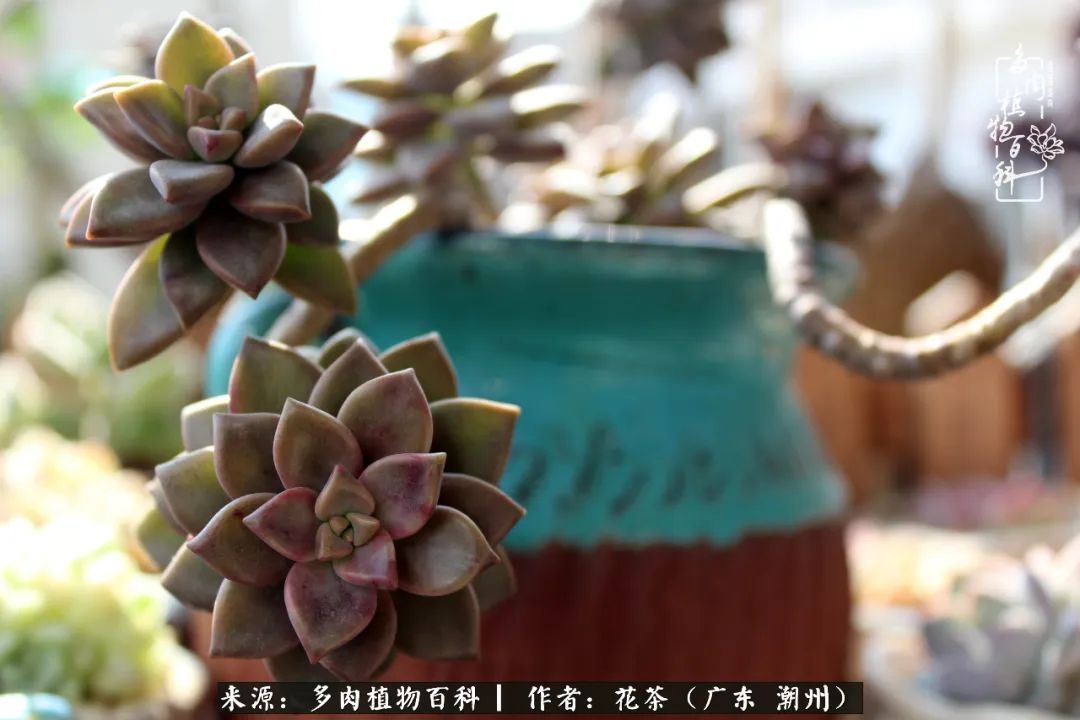 放松心情,静享愉悦,阳光下的多肉是最美的!