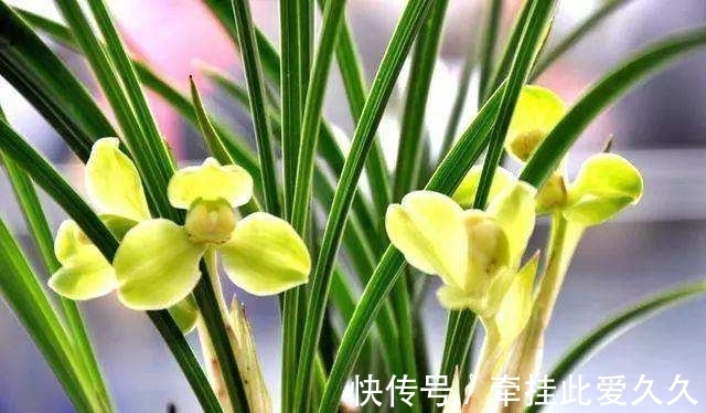 块根|家庭养花总会出现烂根现象,做好这些,再也不用担心换盆了