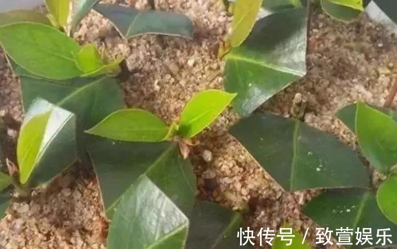 烂根|悄悄告诉你，盆里撒点“它”，不花1分钱，不黄叶烂根，养啥都旺