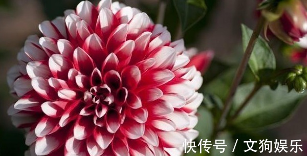 透水性|大丽花怎么养从选盆开始教你“5步走”,轻松开爆盆