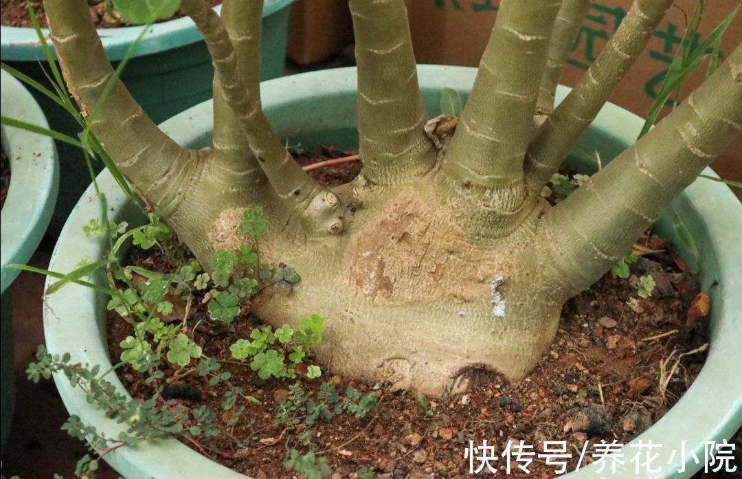 月季|冬天到了管住手,10种花要减少浇水,否则容易被冻伤