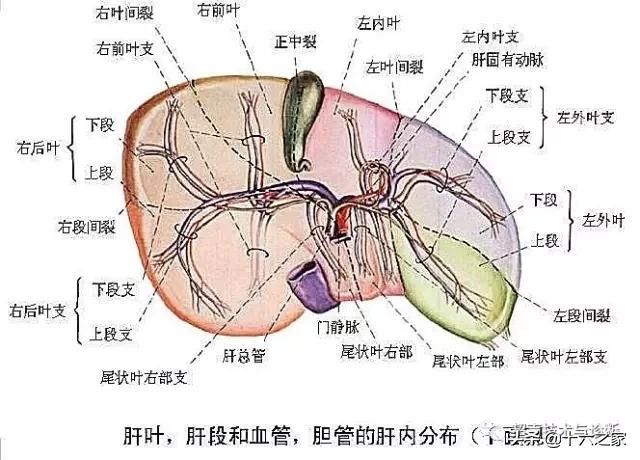 属于门脉系统的静脉