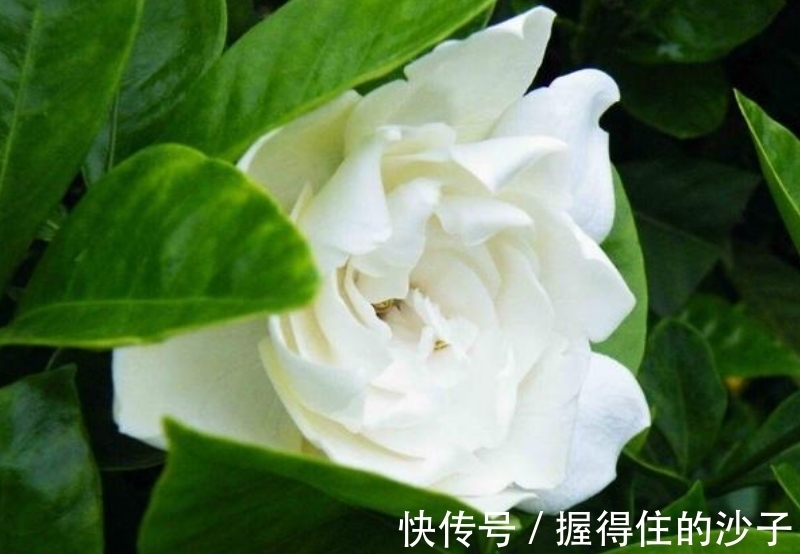 鸡冠花|4种花是花卉中的佼佼者,一开就是几百朵,五颜六色超漂亮!