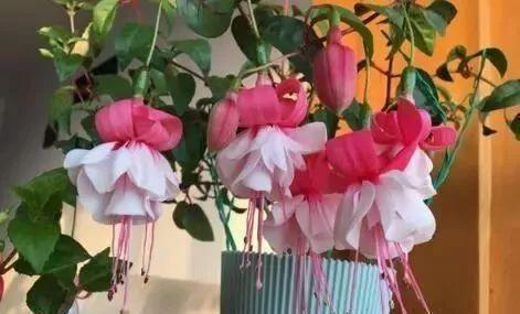 修剪|1种花，花型奇特，花期长，枝条插土10天能生根，比绿萝漂亮100倍