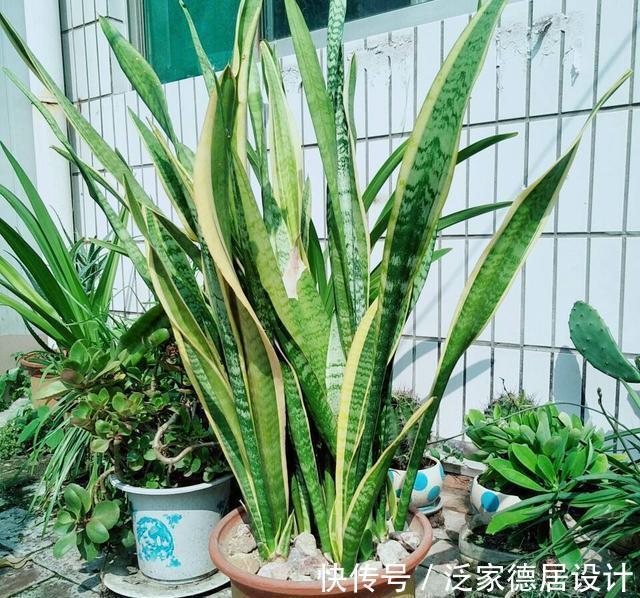 根系|想让虎皮兰爆崽,避开“这三怕”,次月咕噜冒芽穗,还能开小黄花