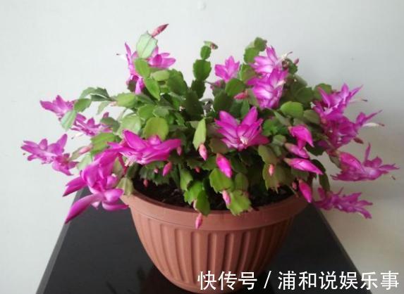 养殖蟹爪兰,做好4点,冬日开花叶子比花多