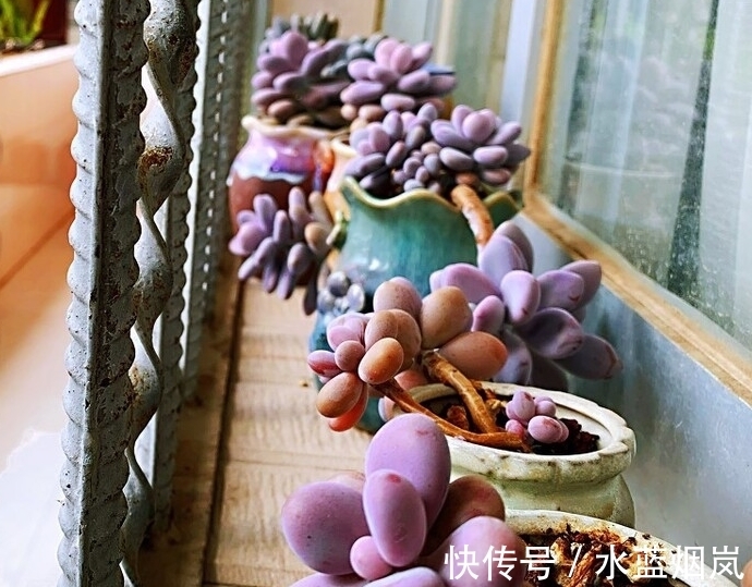 把多肉养成了菜色,怎样才能恢复成鲜艳的果冻色