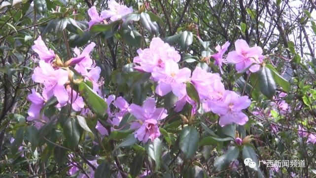 龙胜伟江杜鹃花漫山遍野惹人醉