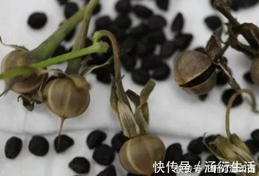 咳嗽|墙角不起眼的花,种子能治病腰疼、水肿、咳嗽用它就行