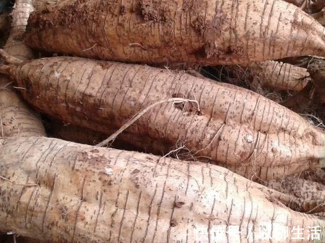 通乳散结|4物是天然的“黄体酮”,女人多吃消炎抑菌,或助你远离妇科病