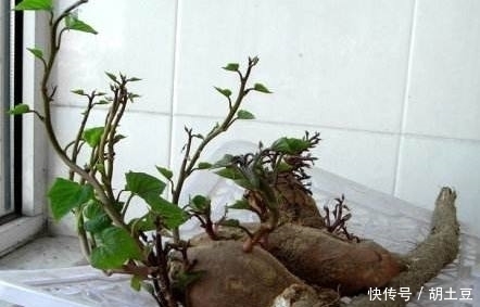 盆栽|婆婆在家盆栽山药，成熟后却长成这样，全家简直乐坏了！