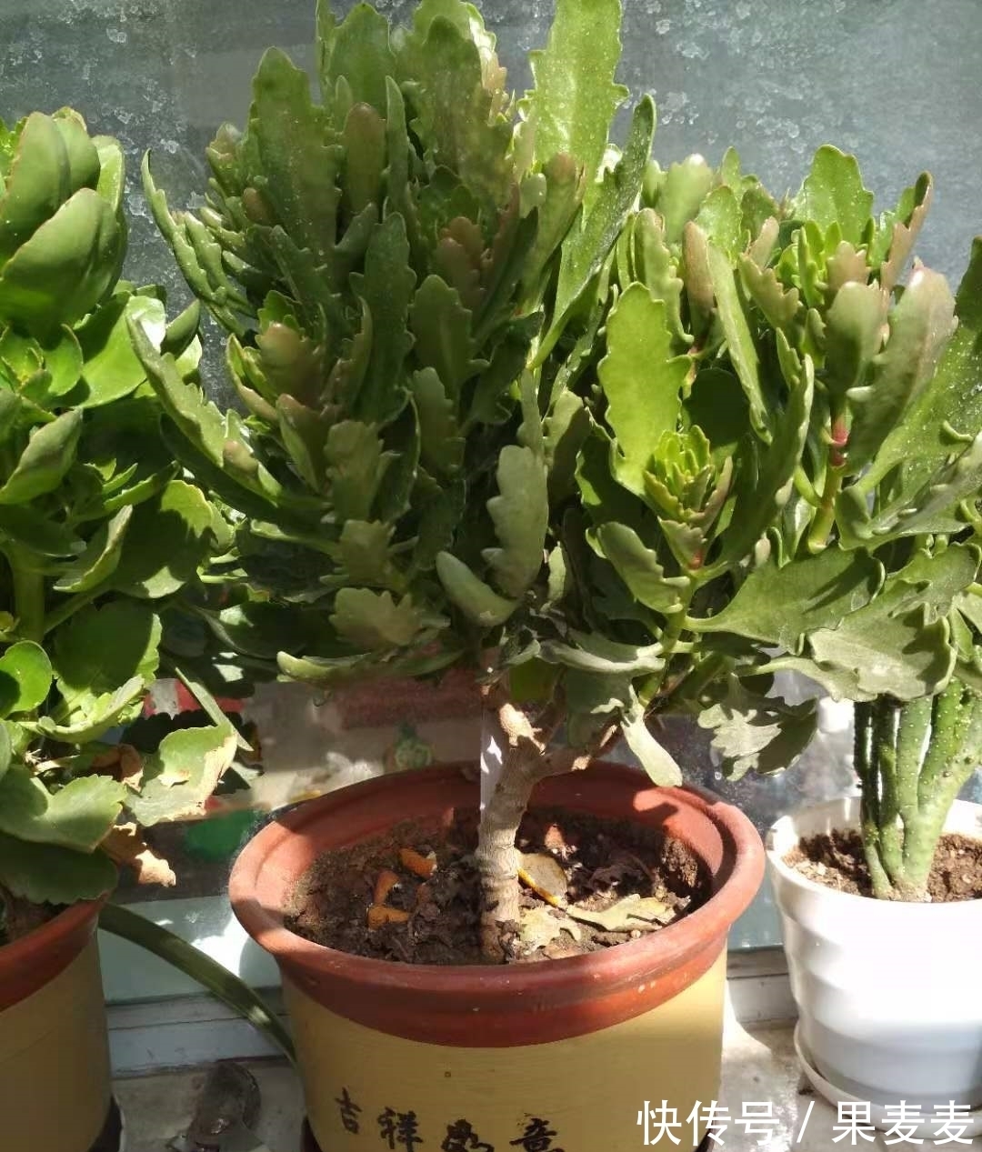 为什么你的长寿花养不活?看我是如何将长寿花养的粗又壮的!