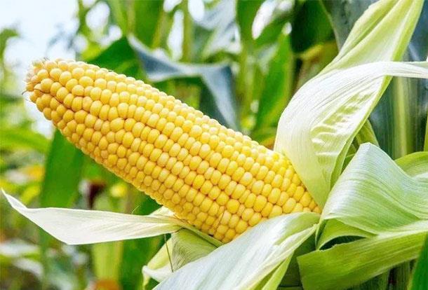 暖身菜|女人过了40岁，不妨多吃“抽脂”食物，刮油瘦身，一天比一天瘦