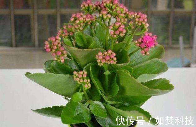 管理|扦插成活的长寿花，“四项”重要管理缺一不可，成型快，开花多