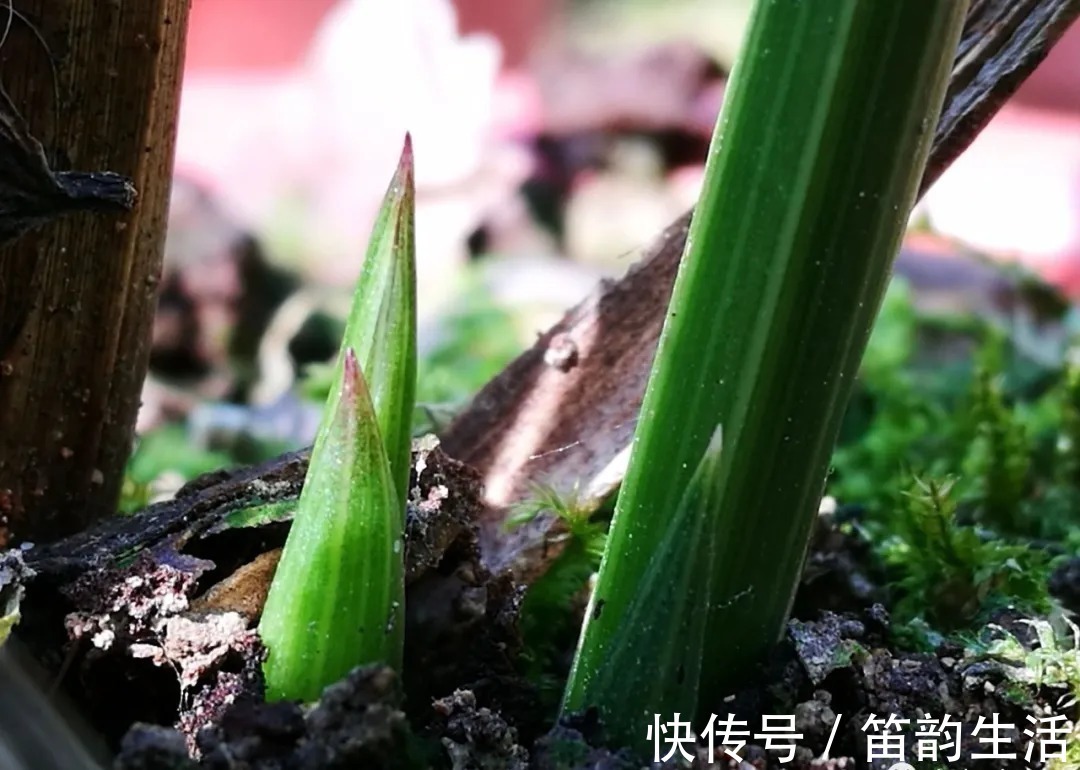 孕蕾|夏天太热,养兰花如果犯一个错,可能导致难孕蕾、不开花