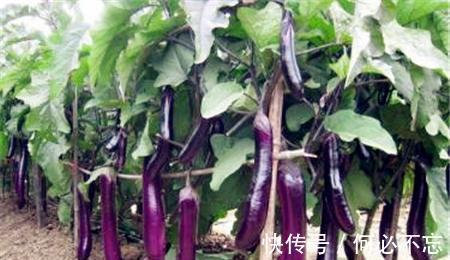 常吃|患有脂肪肝的人，常吃3种食物，或能帮助肝脏排毒，建议了解下