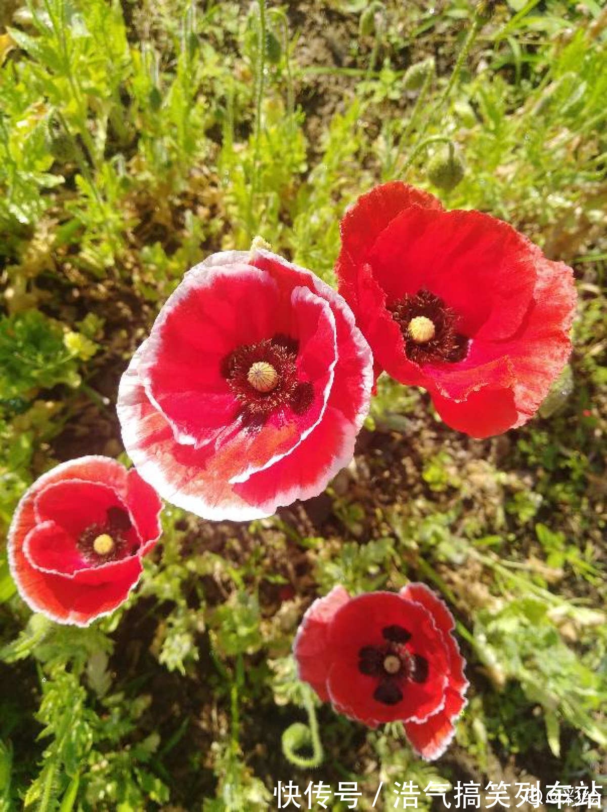 秋天是养草花的季节,12种草花现在播种,俩月就能开花