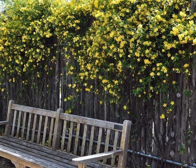 香水|这花极耐寒花开半年，香飘满院，城里人还抢着种，它其实叫断肠草