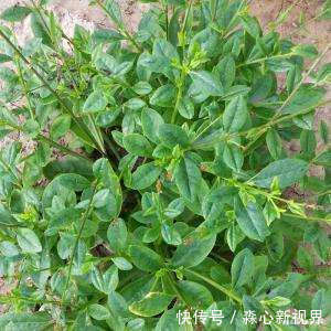 艾叶糍粑|女人不想皱纹爬满脸,4种食物经常吃,睡眠好,身体更健康