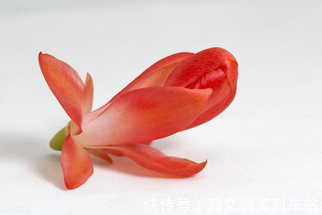 蟹爪兰别放3处养，花量打折扣，学会换位置，收获不一样