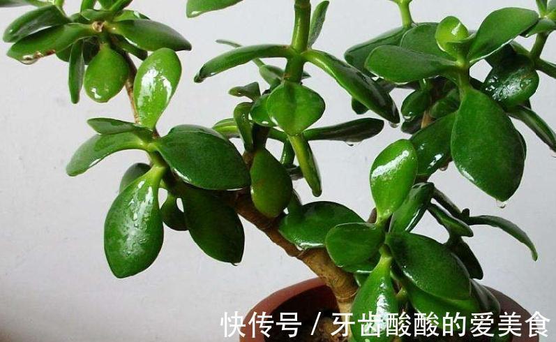 养4种花,浇水很关键,学会此样做,枝叶茂盛、开花爆盆