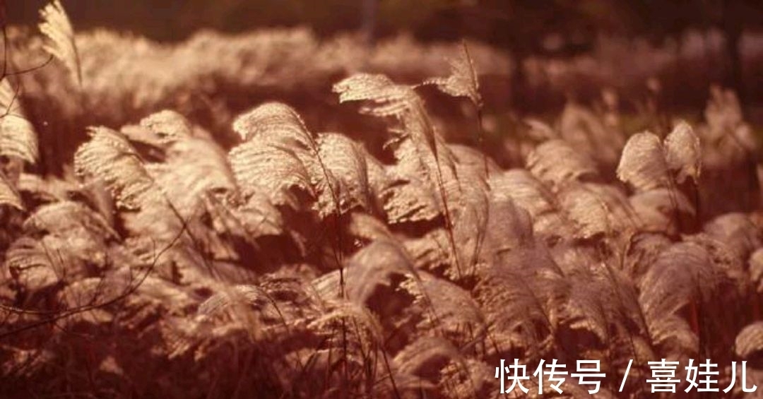 下联@野渡征联:月荡荻花登柳岸,征对下联