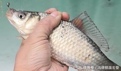 朝天钩|冬季传统钓上鱼多,朝天钩的功劳多,解析朝天钩在冬钓的优缺点