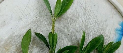 扦插杜鹃花，不用枝，掐个芽，插入矿泉水瓶中猛发芽