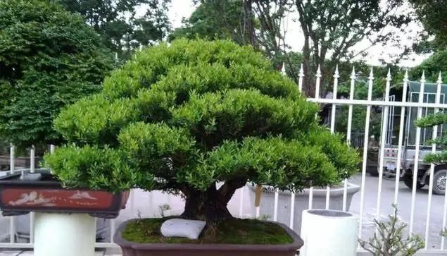 黄杨|10年前一盆上万,10年后一盆十块,烂大街的黄杨,被玩坏的盆景