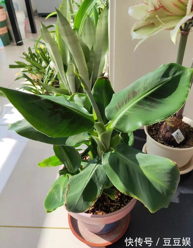 能盆栽的迷你香蕉树,比绿萝还耐阴的花,叶子亮得像打蜡!