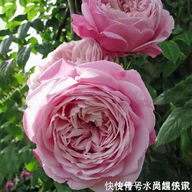 养护|“月季”不难养,记住2个养护“小要点”,盆盆都能开满枝!