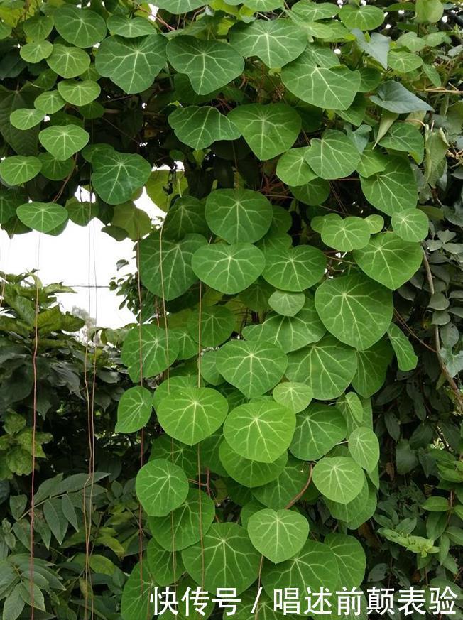 长命百岁的“植物乌龟”,铜钱叶子爬成“电视墙”,霸气金不换