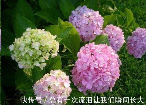 秋天6种花随便扦插都能活,生根发芽快,家里已经没空花盆啦
