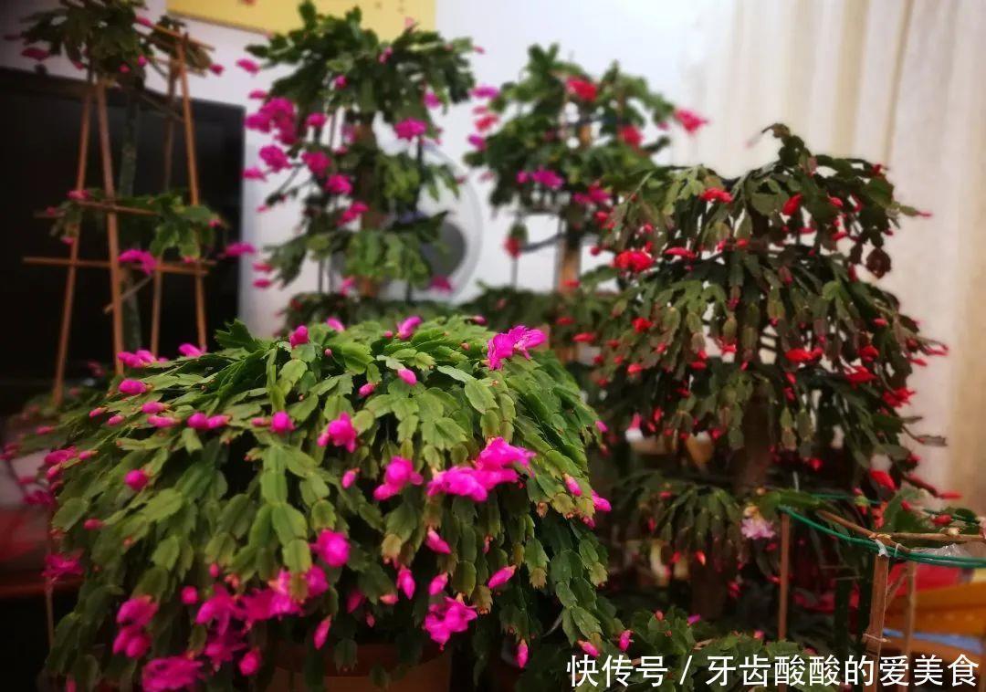 盆花|养花达人：38年前，掏家底儿买的2盆花，1盆被偷，1盆传给孙子