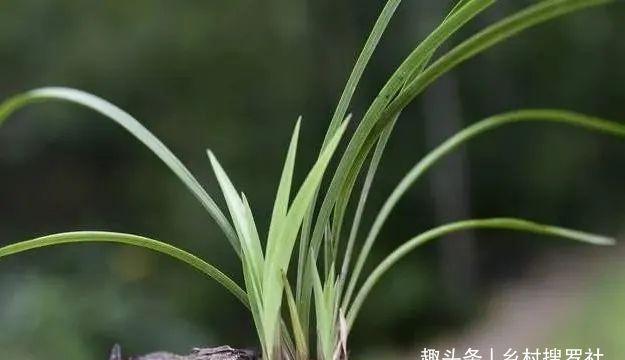 兰花通风的真正作用，烂根、腐苗、花苞霉变，都与之有关