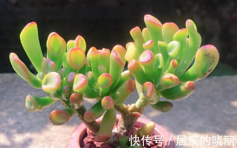 “吸财”多肉筒叶花月,该如何养好?牢记4点,轻松上色出状态