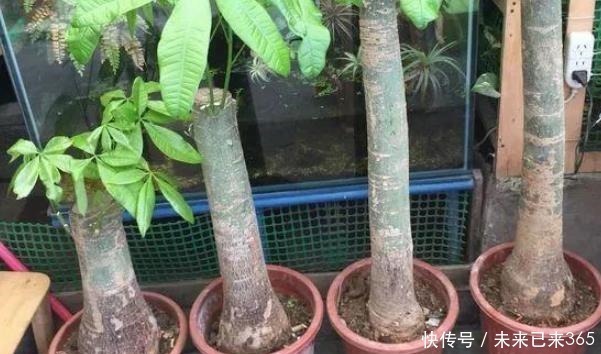 根系|盆越小水越少，长势越好的几种花，看看你家有没有。