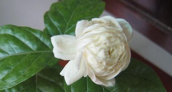 此花,是我国少有的可以卧室盆栽的香花,有安神静心的功效