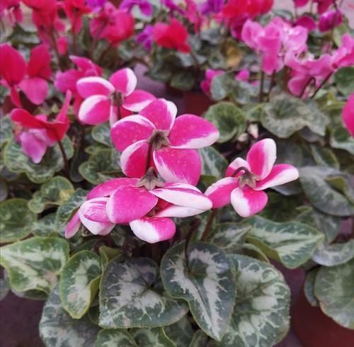 蟹爪兰|3种花很便宜,十元买一盆,开花漂亮又好养