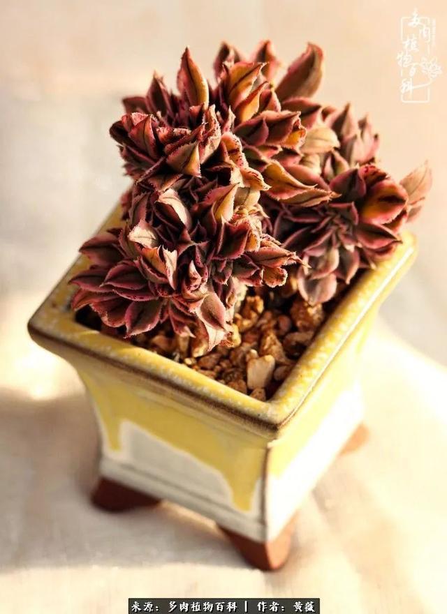 养了三年多肉，终于明白佛系养肉才是王道！