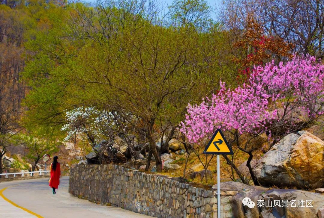 春红|林花谢了春红，醉染流年