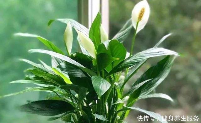 3种耐阴花,长久无光照样开花,养护省心不省美丽!