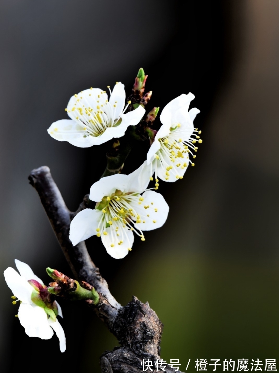 几回春!梅·七绝·十二首丨此夜愁来诗对酒,诗伤酒烈寄君家